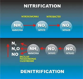 Figure 11.4: Nitrification and Denitrification process